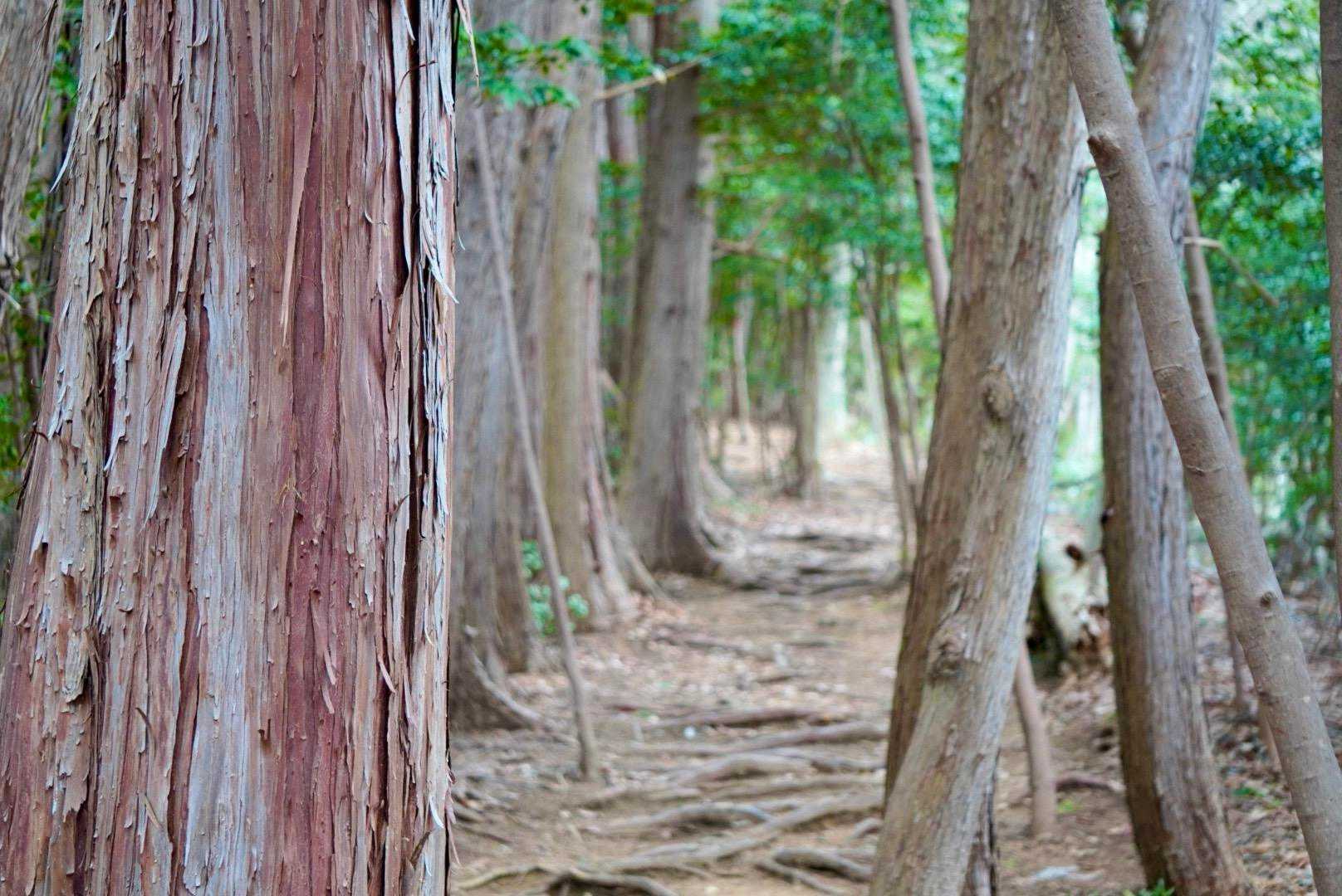 羽黒山 往復コースの写真