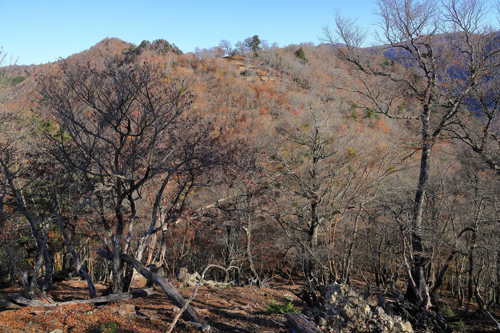 向かいの山、なんか覚えてる👀