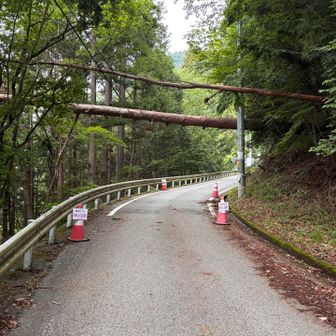 倒れたばかりでしょうか？電線でかろうじて支えられてるかんじ。心配😟