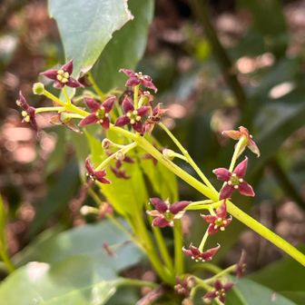 あちこちにアオキ