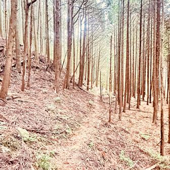 道はどこも細い