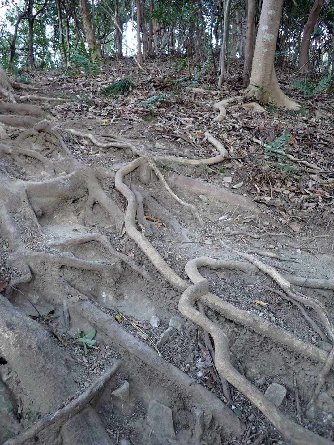 辛い登りが続く