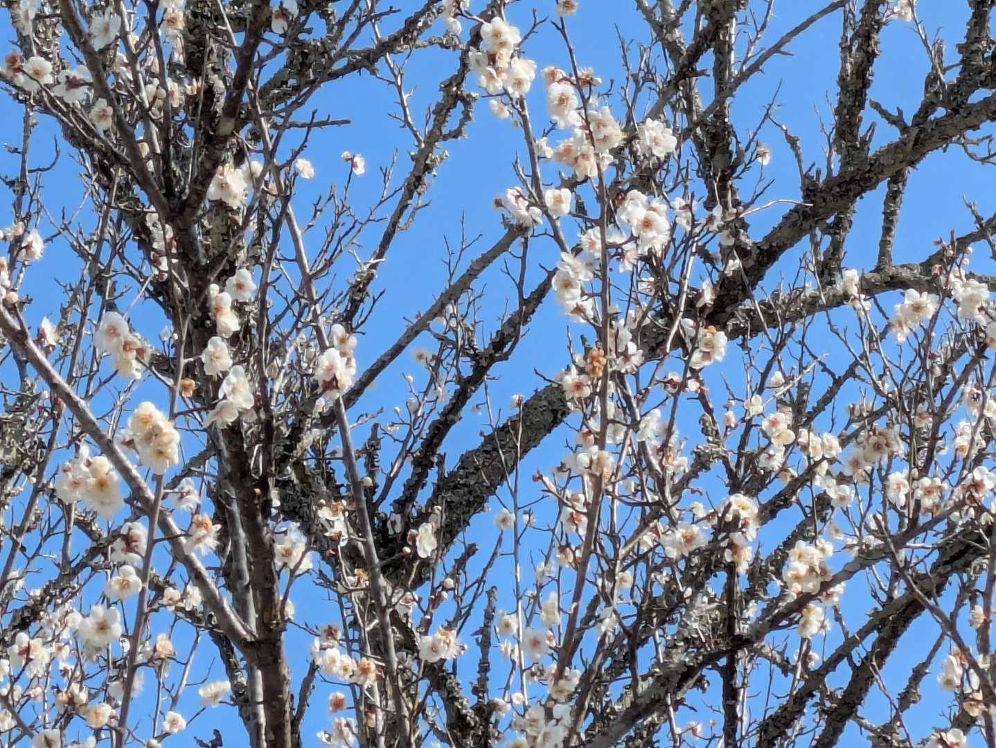 麓では、白梅が満開🌸