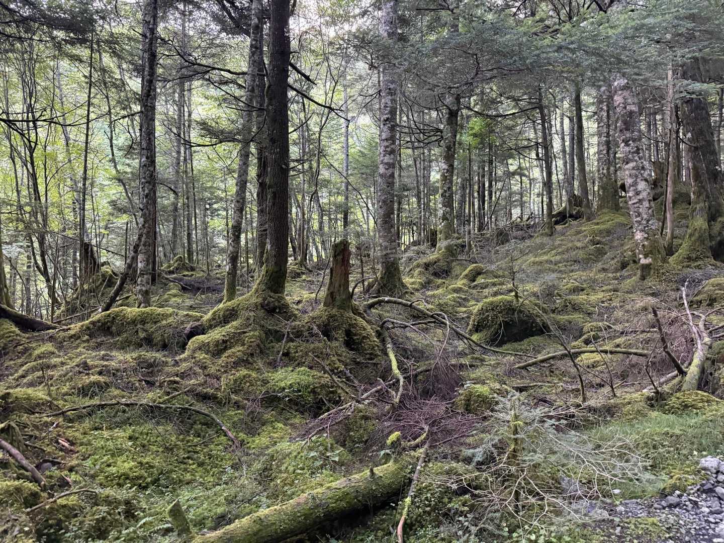 苔の感じが良いですね