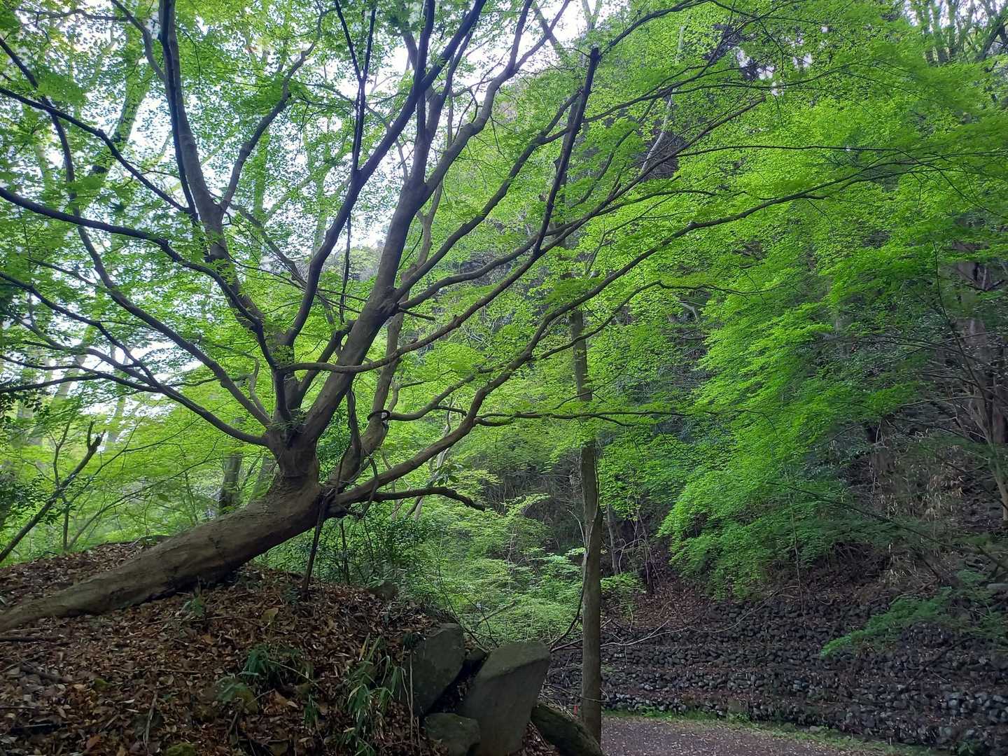 北峰登山口-箭山神社-八面山北峰 往復コースの写真