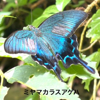 ミヤマカラスアゲハ（深山烏揚羽)   
         チョウ目アゲハチョウ科

 前の写真とは別の個体です