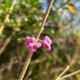 ムラサキシキブ