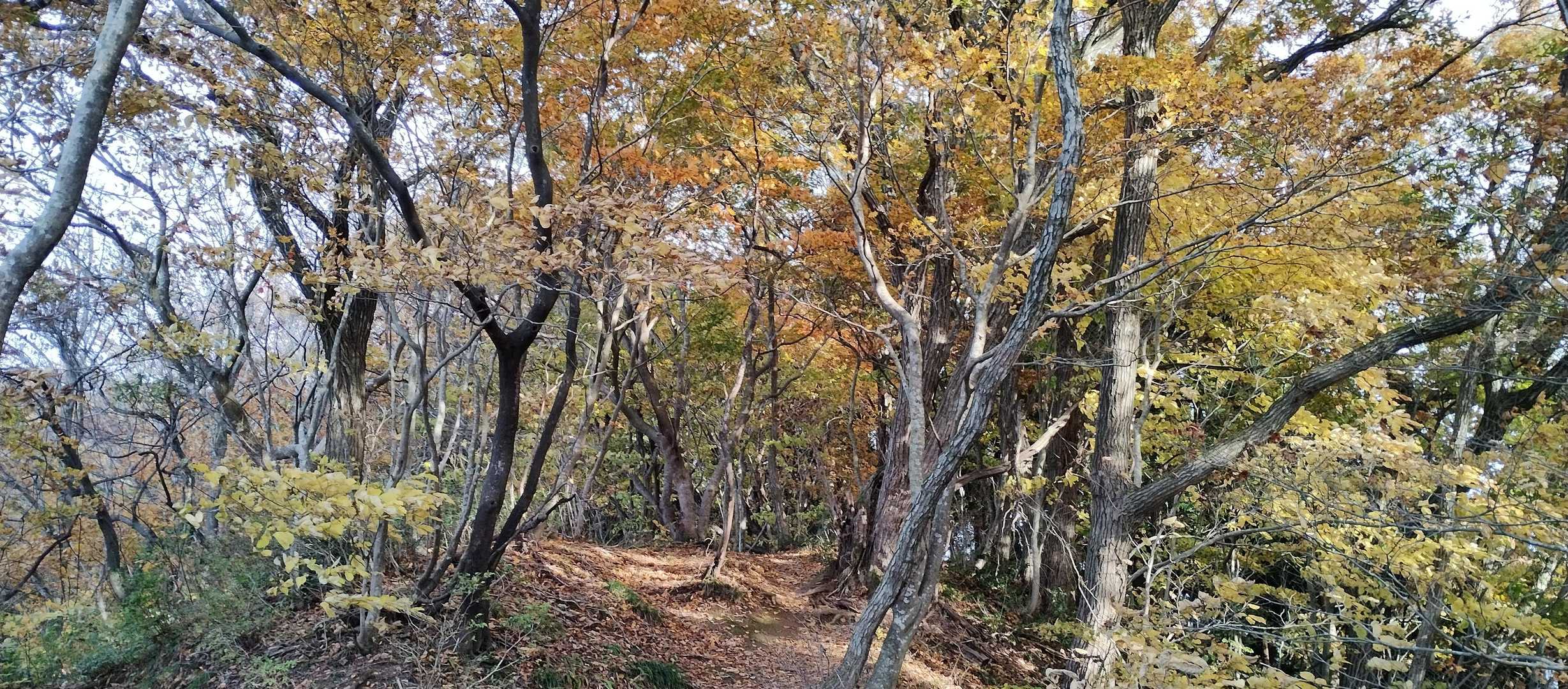角田山（浦浜登山口）<浦浜コース>の写真