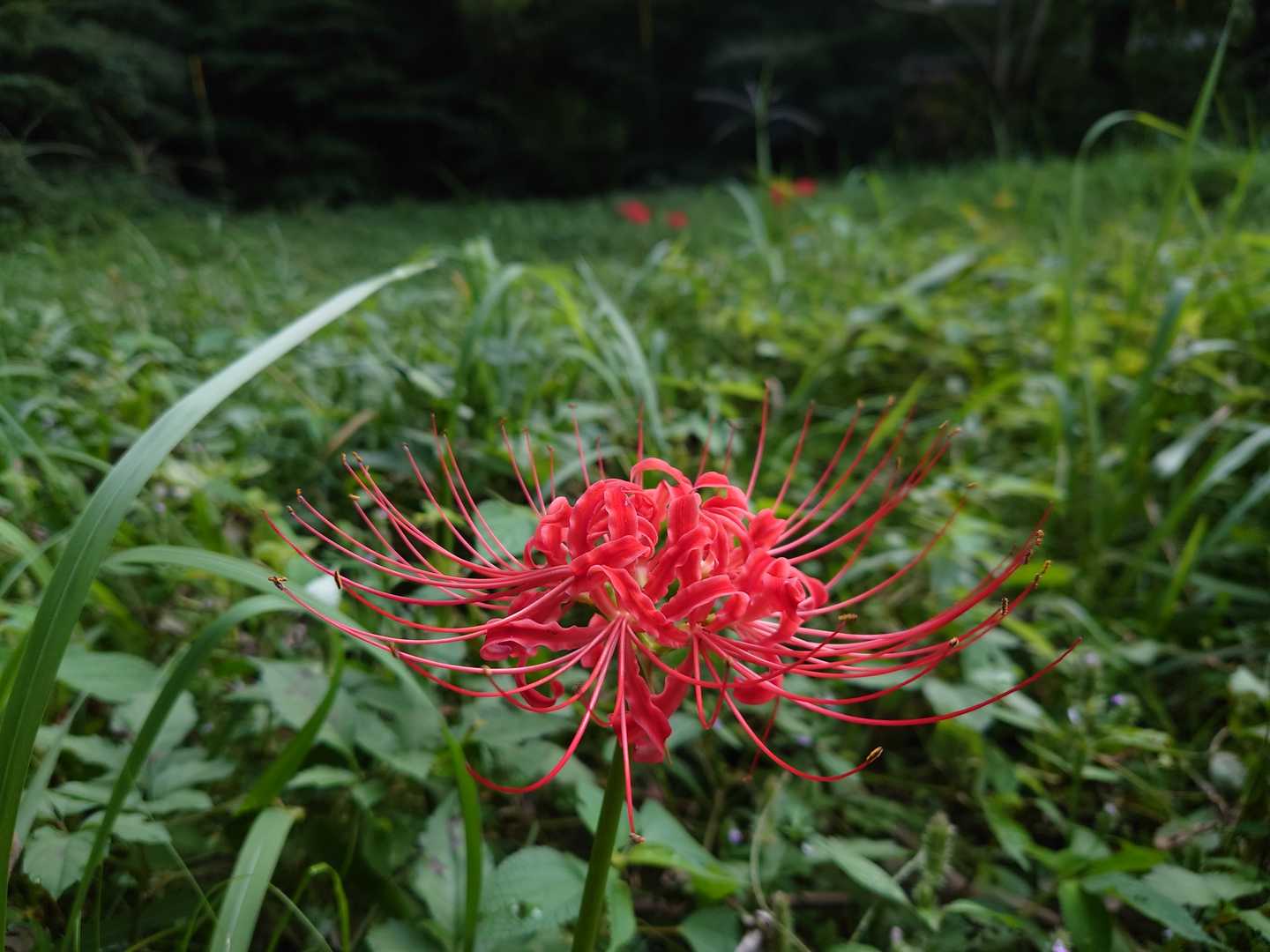 曼珠沙華