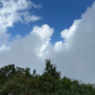 夏いな