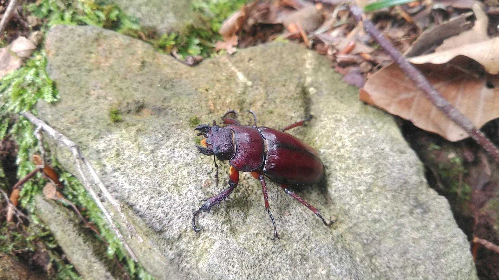 ミヤマクワガタ♀