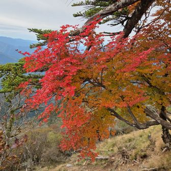 シロヤシオの紅葉🍁