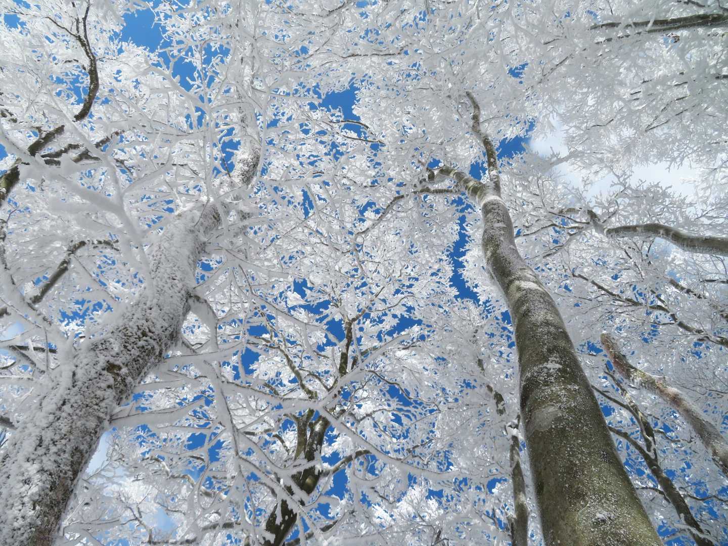 青空が出て霧氷が綺麗です。
