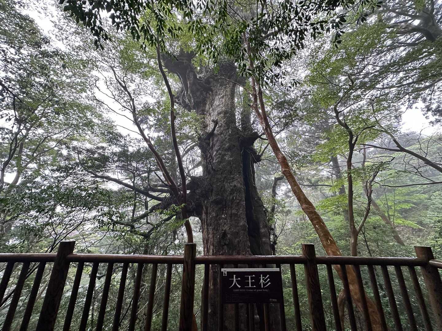 縄文杉-ウィルソン株-辻峠-白谷雲水峡登山口 縦走コースの写真