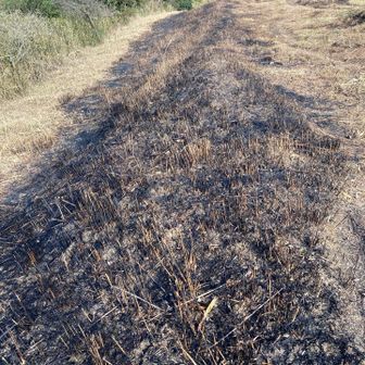 貫山への登山道は野焼きされていました