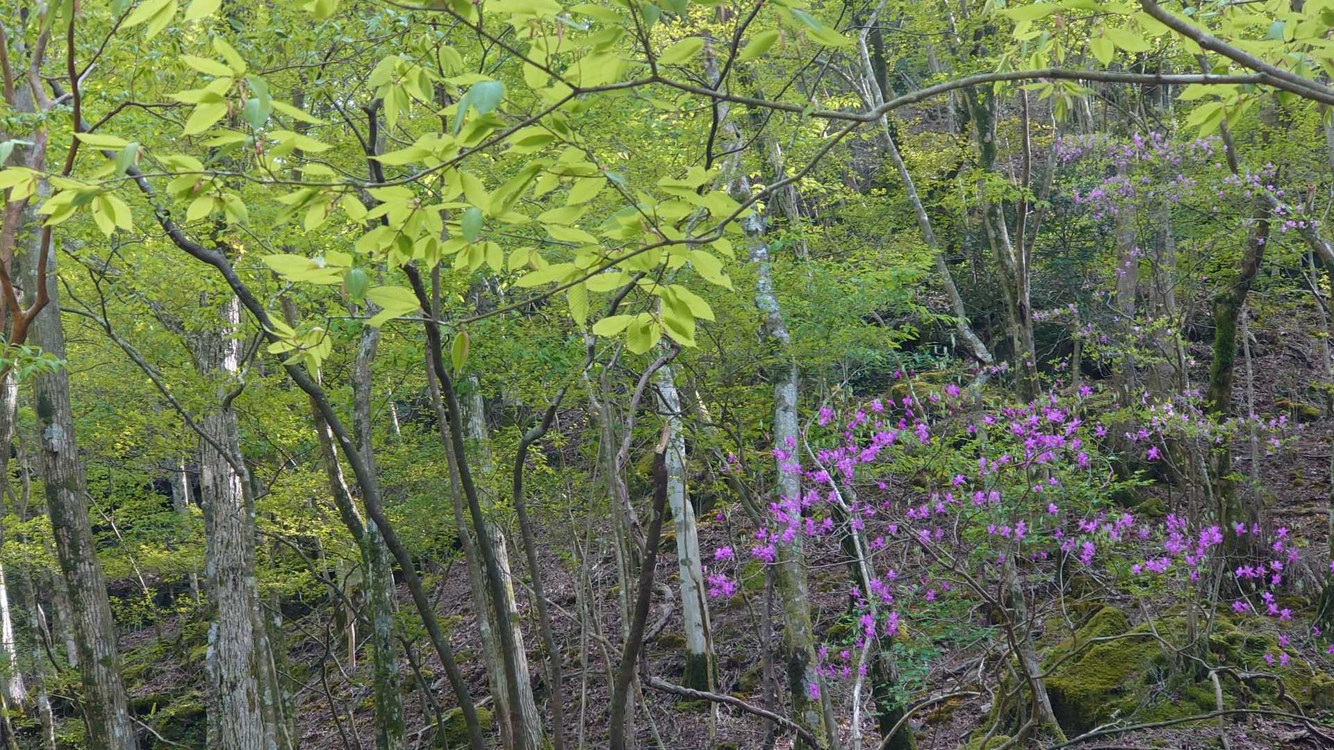 ミツバツツジが咲いています。