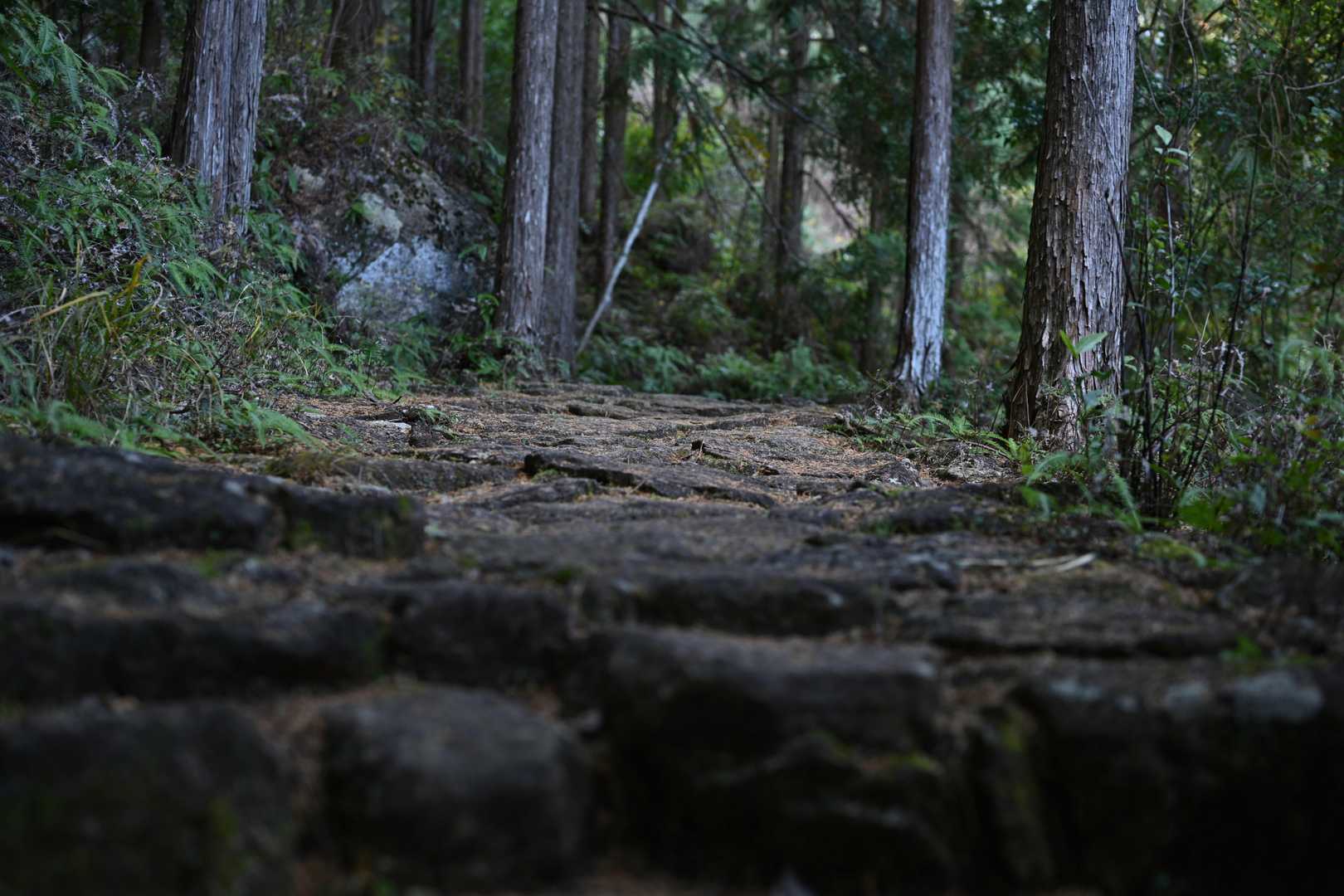 八鬼山越え登り口-九木峠-荒神堂-八鬼山-桜の森広場 往復コースの写真