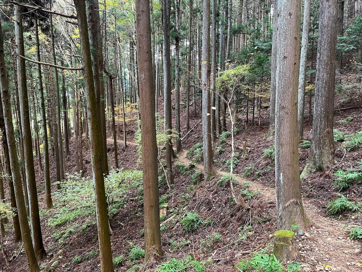 樹林帯