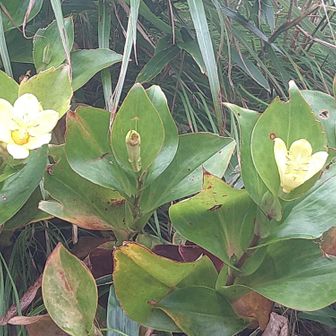 テレビ塔横のタカクマホトトギスは一部のみ咲いていました🌼