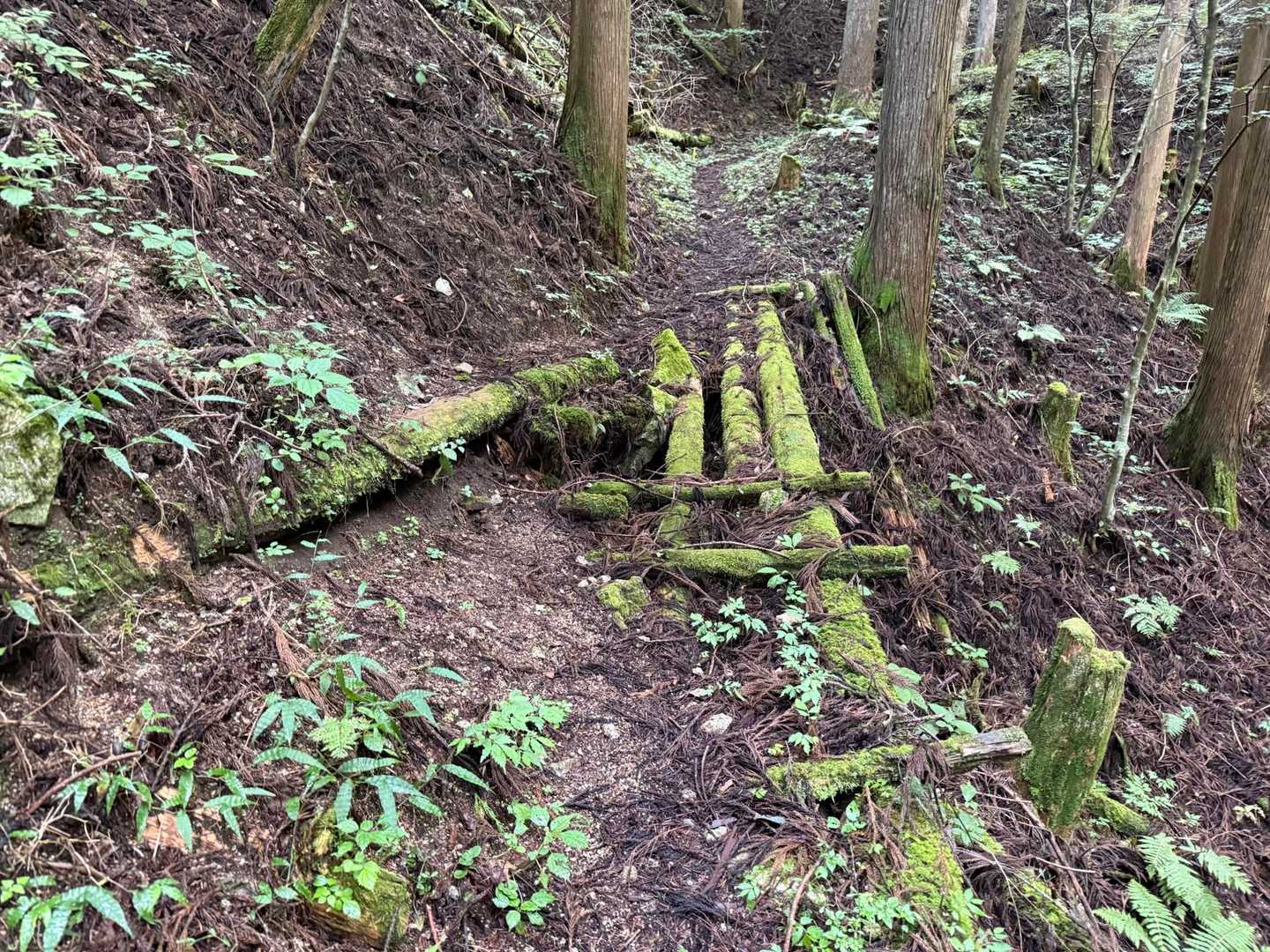 壊れかけた橋
