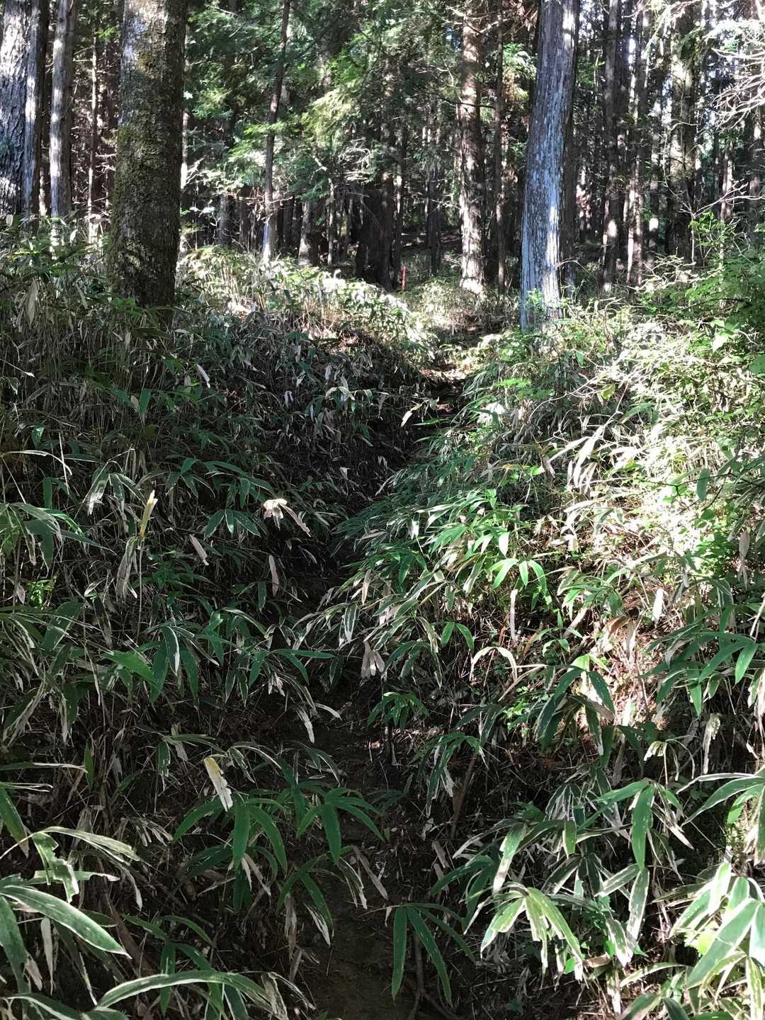 最初はちょっと笹が茂ってルートが分かりにくいですが踏み跡はしっかりと有りました🙏