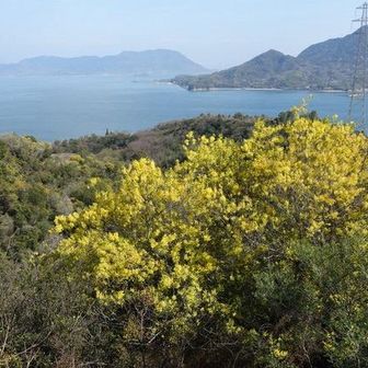 大久野島山頂のミモザ
向こうは大三島-生口島-多々良大橋
