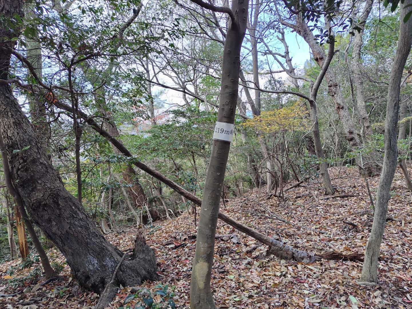 219 m 峰
いつかピークになる？