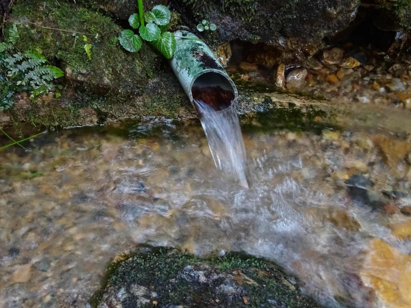 雨降ったから水多め