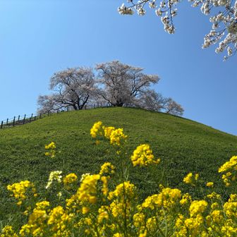 北側から見た丸墓山古墳