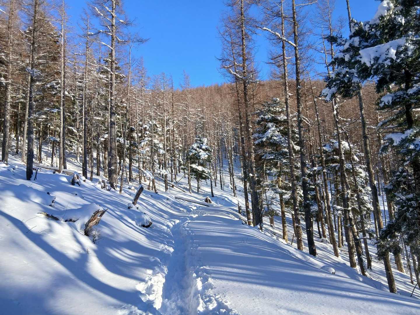 長い林道歩きの幕開け
私の脚はとっくに幕引き🤣