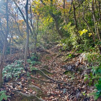 鳶塚に向けては、少し坂があるけど、道はしっかりしてるし、問題なし！歩きやすい🎶