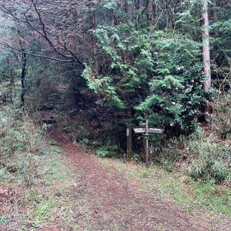 ピンクの椿が可愛い東登山口