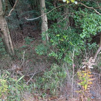 経ヶ峰登山口駐車場を通り越して　船ヶ山の取り付き

ピンテあるけど、ゴサゴサで嫌な感じ

すぐ上やけど、踏み跡がないから登れる所を慎重に