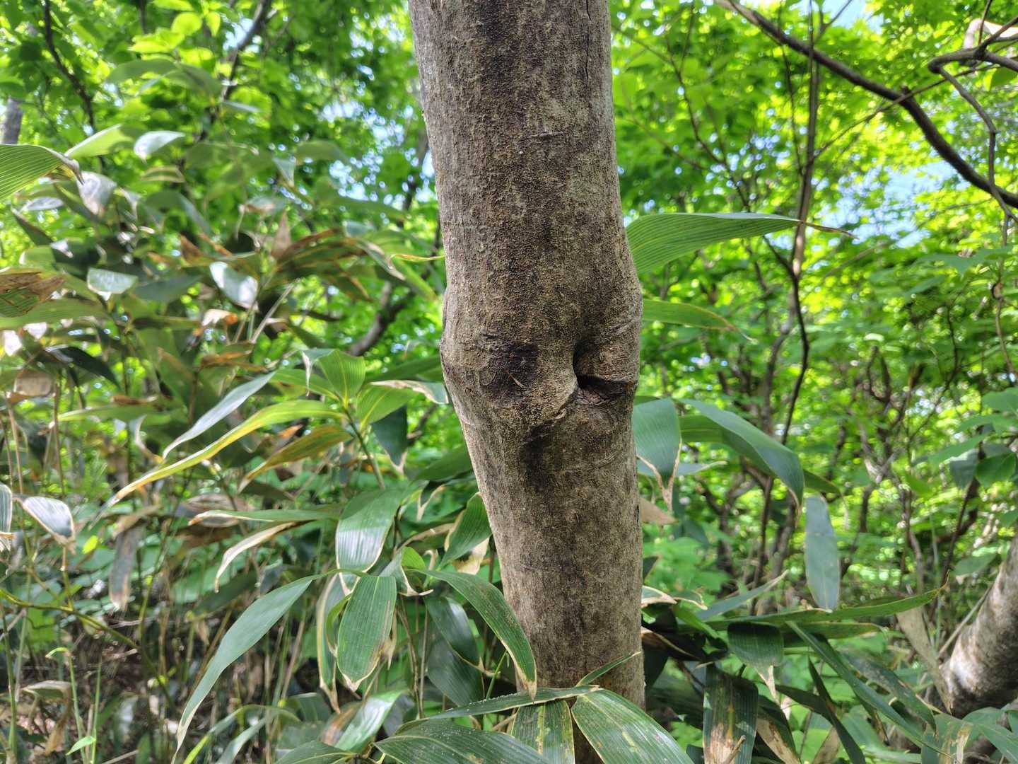 今日唯一お尻に見えたモノ🍑
※最近、尻案件のレベル低下が顕著ですね😭