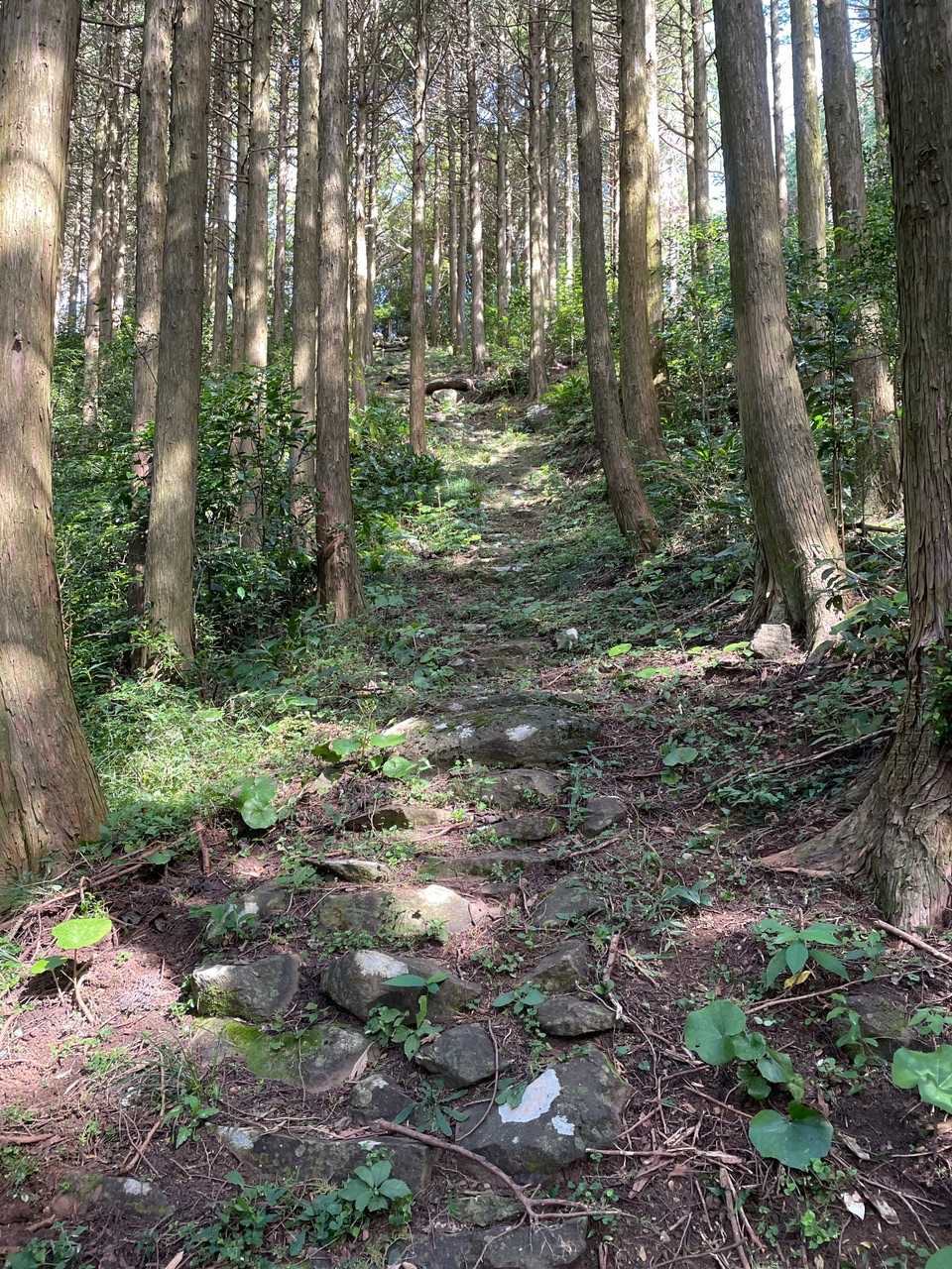おぉ、山頂へ向いた😃😃😃
いいぞー❗️