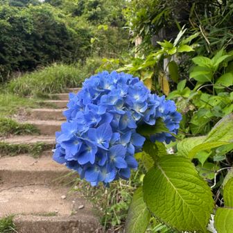 紫陽花も咲いて梅雨らしい