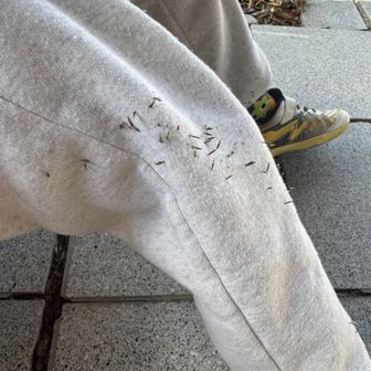 ひっつき虫😅やっぱり、この生地は山にはアカンって😩