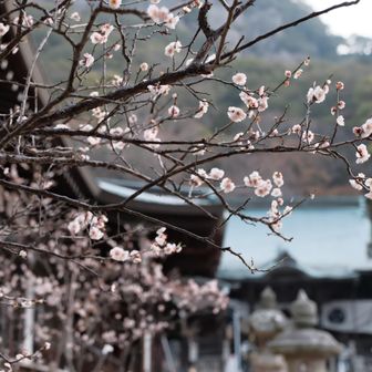 少し控え目の梅の花☺️