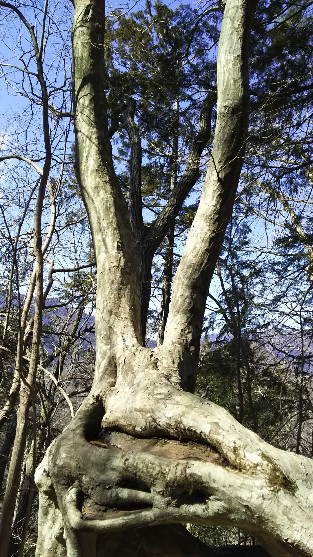 能岳-虎丸 周回コースの写真