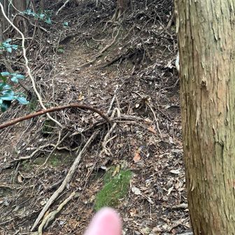 しっかりとした道を進むと他の、方向に行きます。上の方にある尾根に行きたくて登り口を探しました。ここに誰かが通っていそうな気配あり