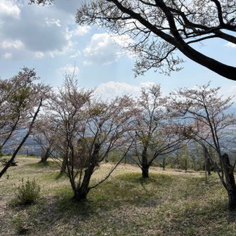 岩屋山山頂の桜