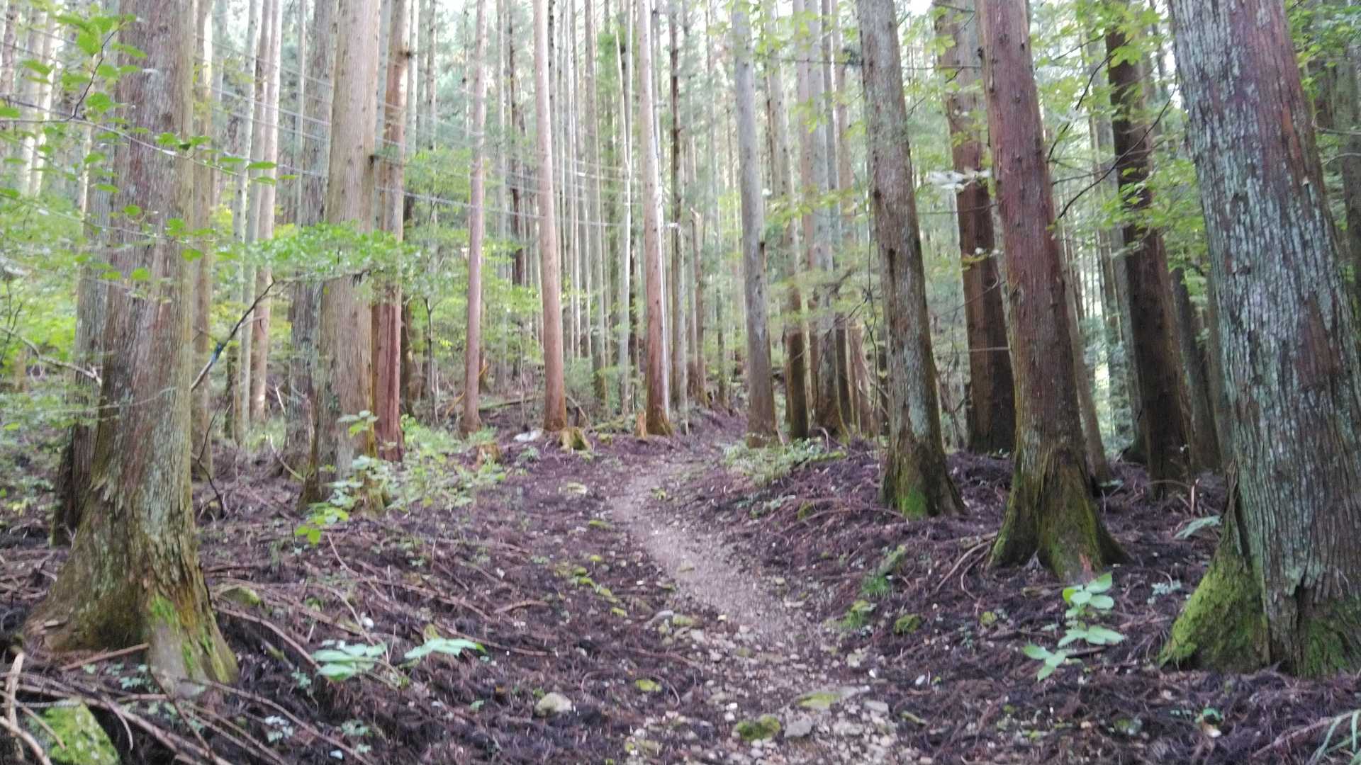 ずっと樹林帯です😁