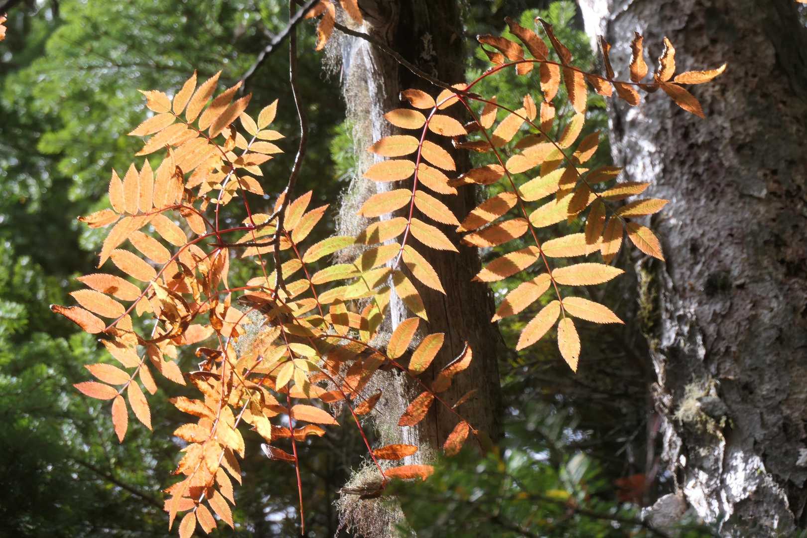 少しだけ紅葉。