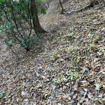 下流方向にはトレースがありますが、、、
ちょっとたどってみます。