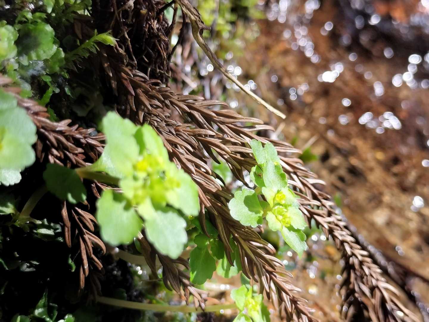 水の流れとネコノメソウがいい感じだったのにうまく撮れてないな😅
