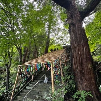大分市の名木だった…🤩
