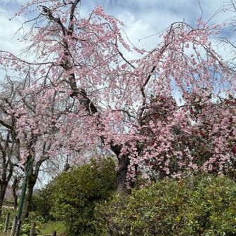 なんか両手広げてるん？