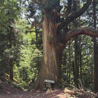 だいぶ降りてきた途中にあった天狗杉、休憩するのに良いところ
