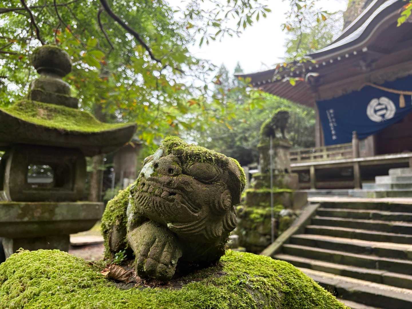 灯籠の上に佇んでた！
かわいい😍

