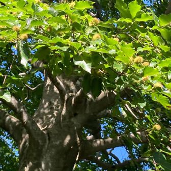 ブナの木まで登ってきた。ブナの実がわんさか